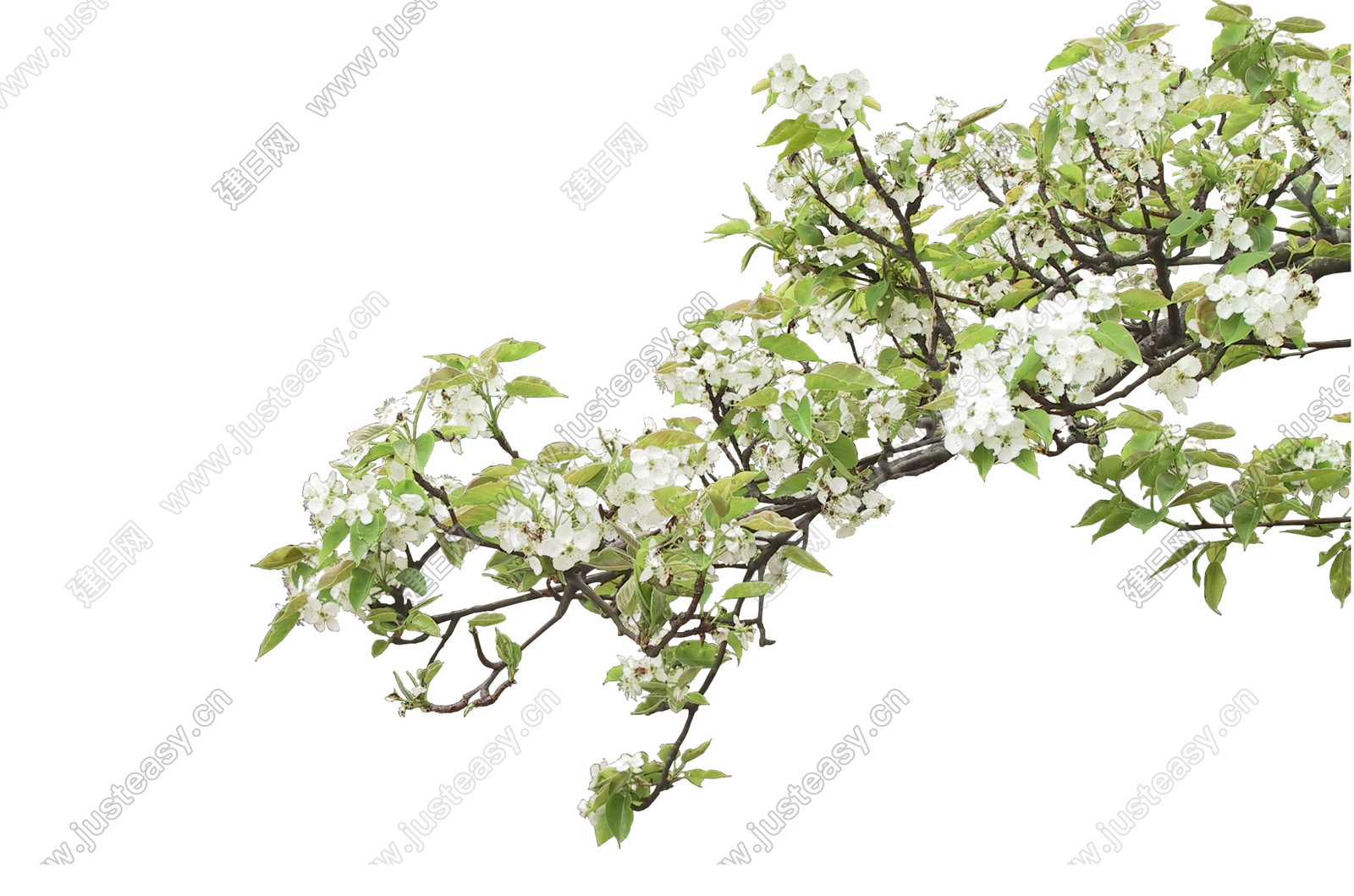 psd免抠挂角树边角树前景树开花树枝3d贴图下载[ID:105667983]_建e贴图