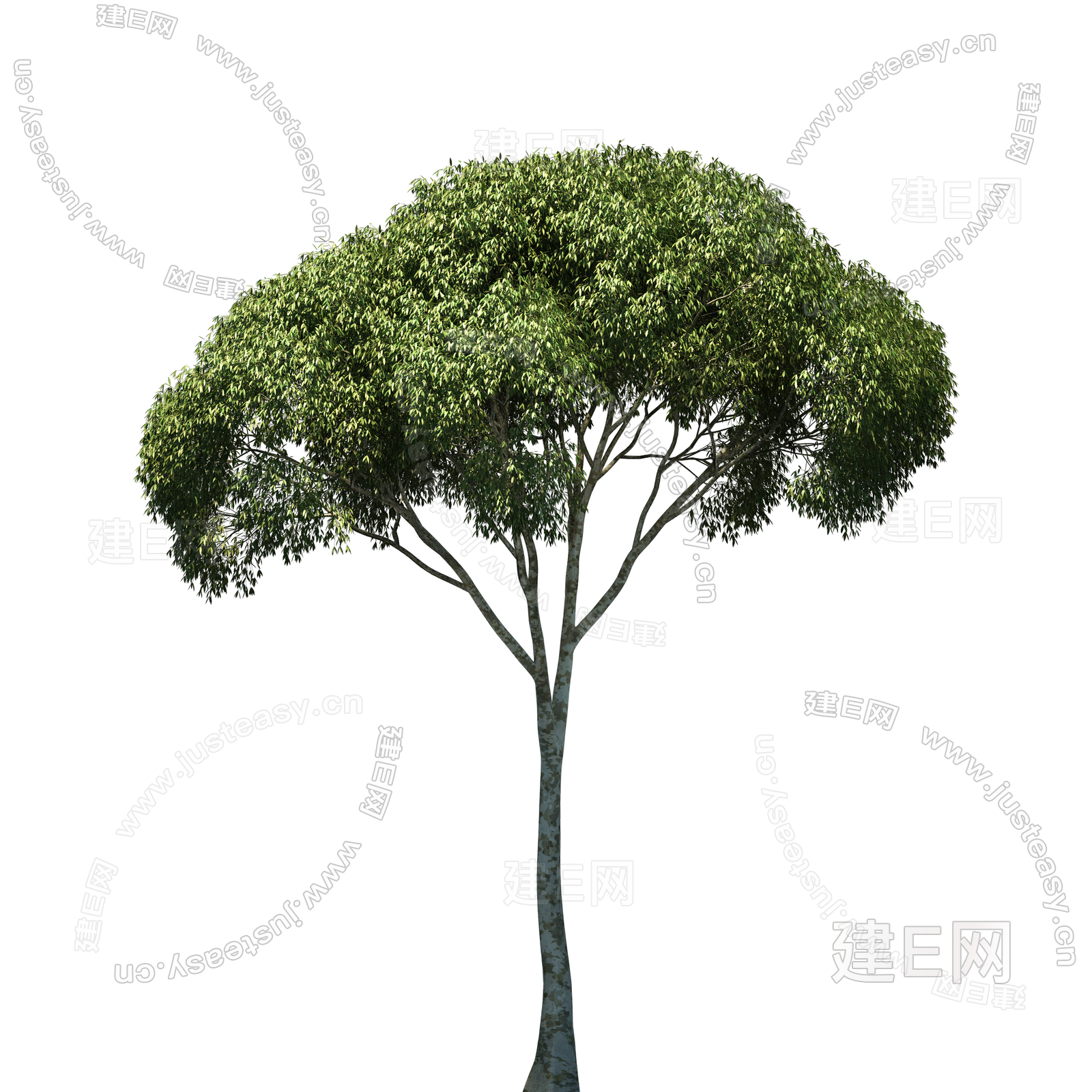 常绿乔木中景树庭院树景观树大树植物PSD免抠3d贴图下载[ID:105667888]_建E室内设计网