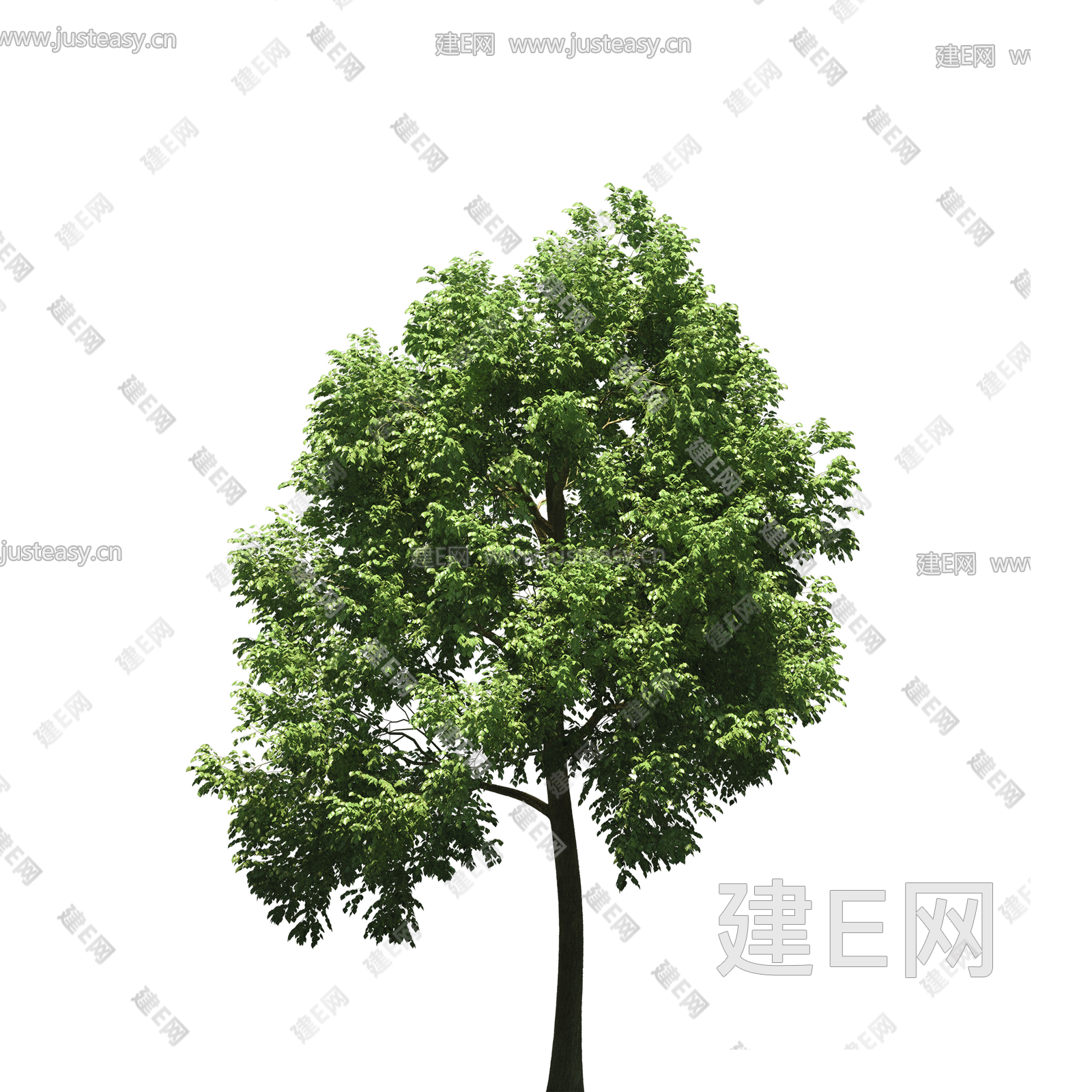 高清中景树 行道树 庭院树 乔木 植物PNG免抠素材3d贴图下载[ID:105668084]_建E室内设计网