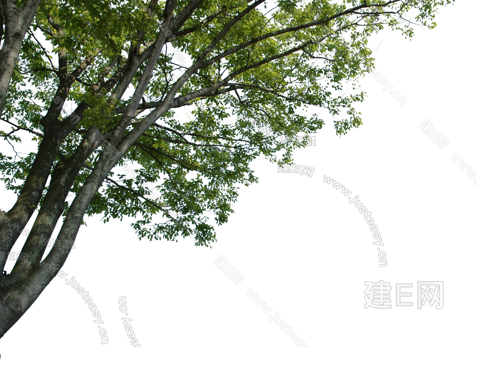 png免抠边角树前景树造型树景观树压脚树挂角树3d贴图下载[ID:106913060]_建E室内设计网