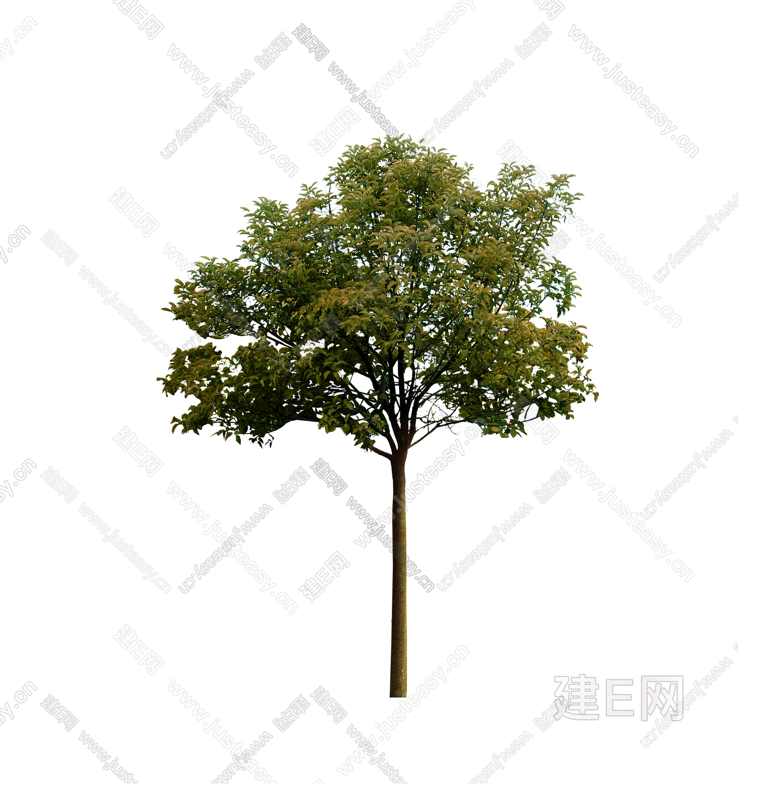 PSD免抠景观树造型树庭院树乔木大树植物前景植物3d贴图下载[ID:102522189]_建e贴图