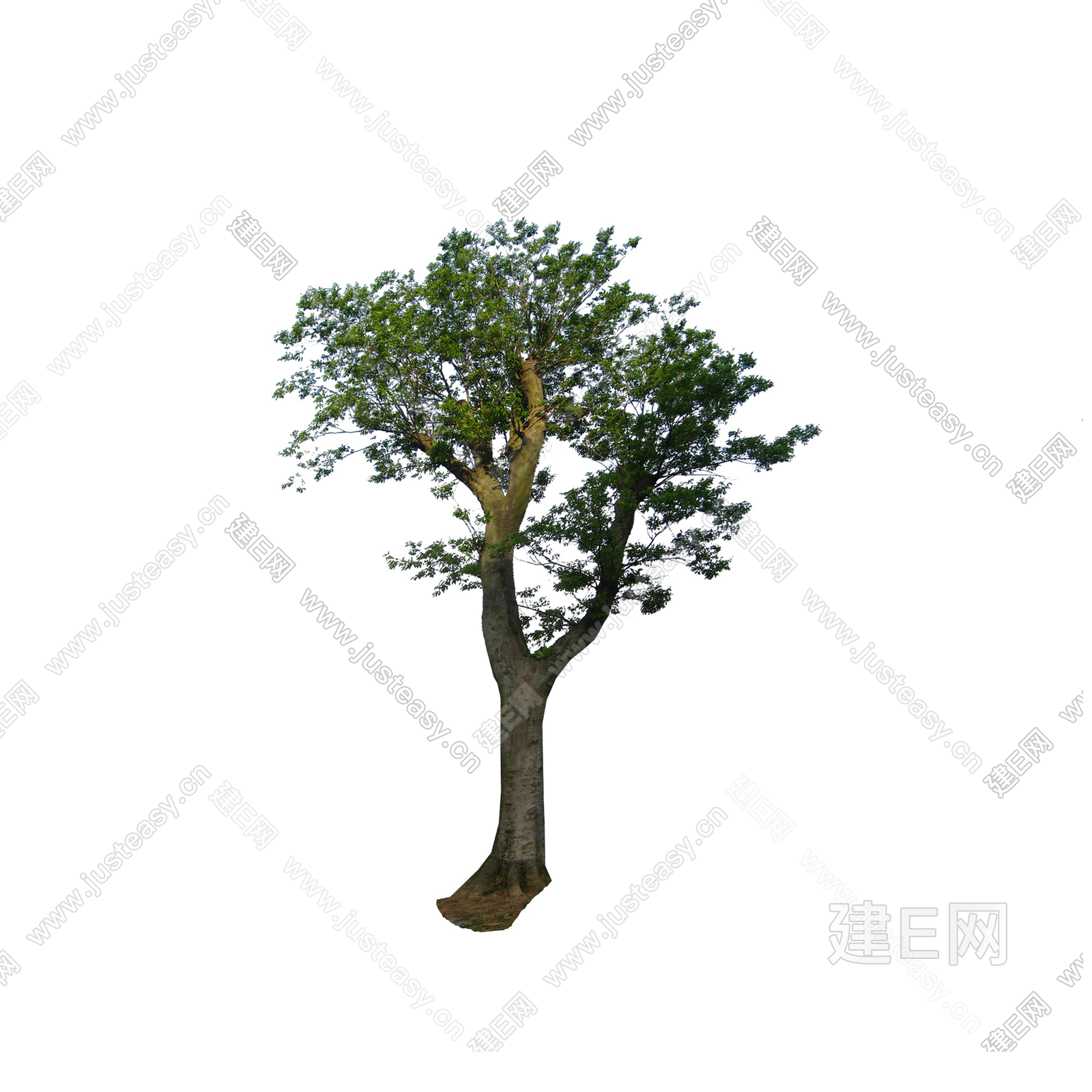 PSD免抠造型树乔木景观树庭院树前景树行道树景观植物大树3d贴图下载[ID:102391237]_建E室内设计网