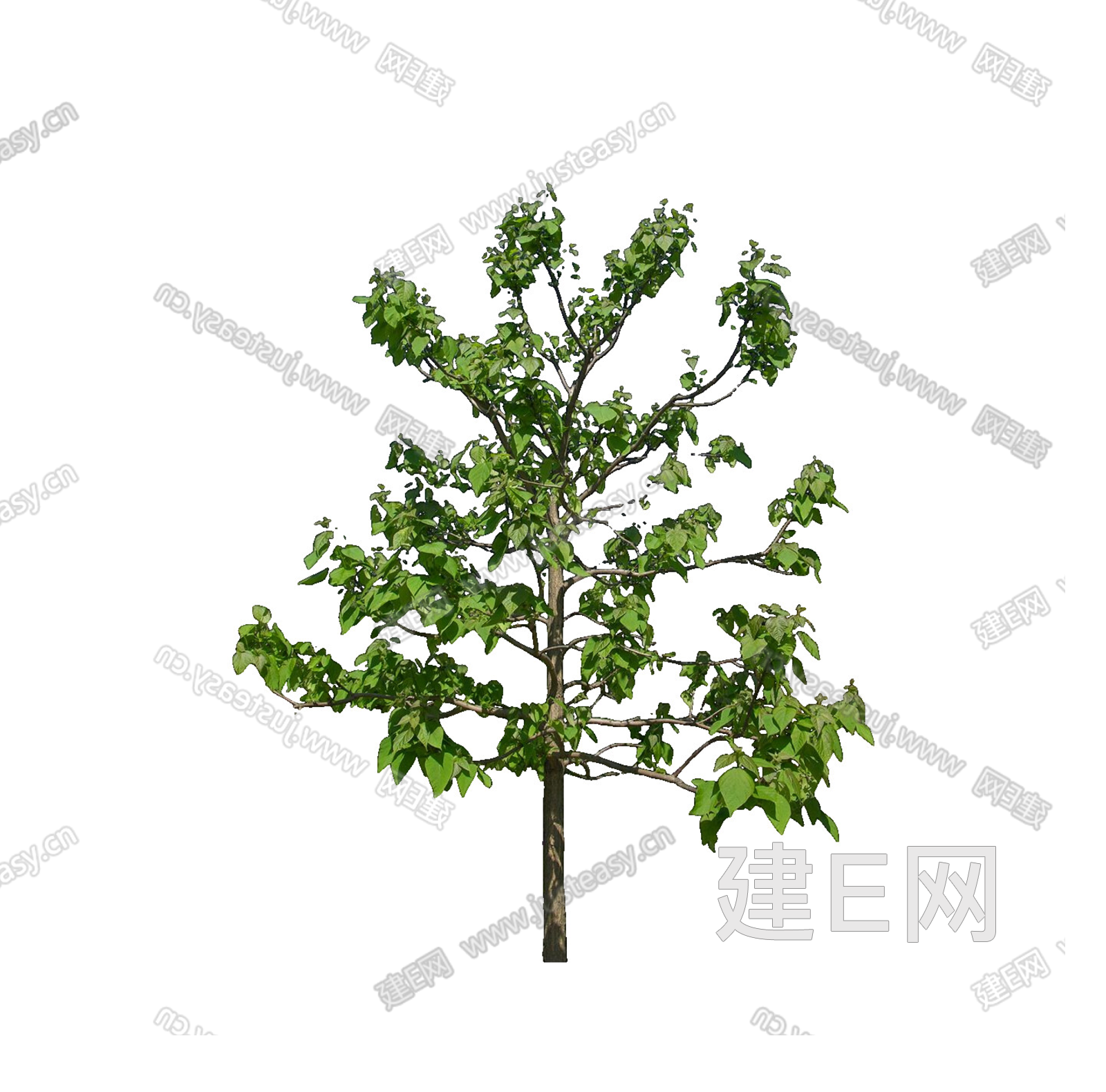 png免抠黄金树乔木景观树 庭院树 前景树 行道树 景观植物3d贴图下载[ID:111697348]_建e贴图