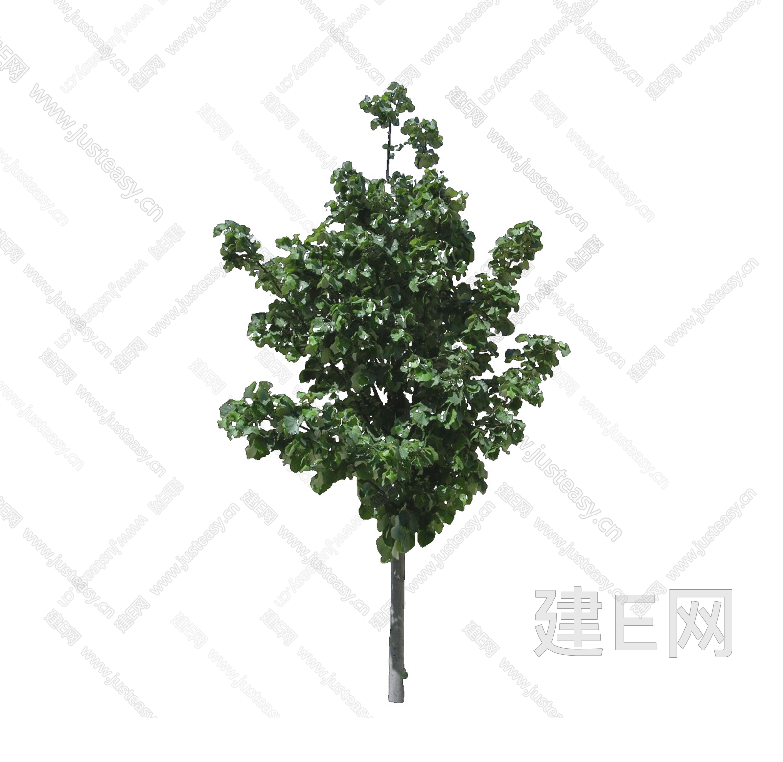 PNG免抠银椴 植物 乔木 景观树 庭院树 鸟瞰树 行道树 前景树3d贴图下载[ID:115104925]_建e贴图