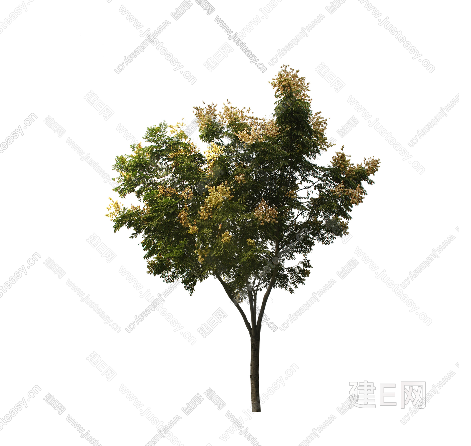 PNG免抠栾树 景观树 庭院树 行道树 前景树 植物 乔木3d贴图下载[ID:115301543]_建e贴图